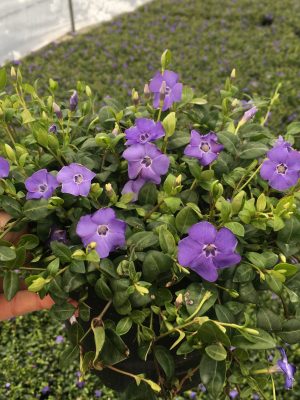 Vinca minor 'Marie' - Vaxtinredarna.se