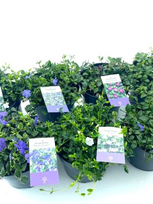 Vinca minor mix - Vaxtinredarna.se