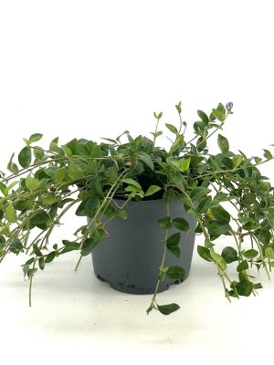 Vinca minor 'Plena' - Vaxtinredarna.se