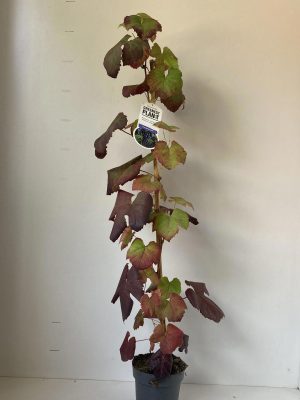 Vitis vinifera 'Boskoop Glory' - Vaxtinredarna.se
