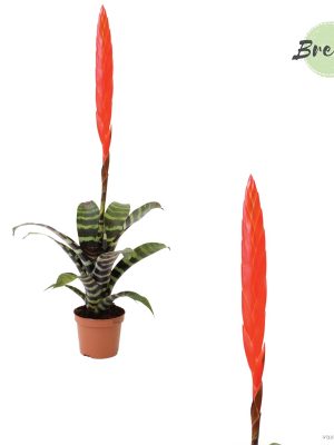 Vriesea 'Era' - Vaxtinredarna.se