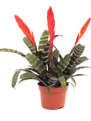 Vriesea 'Era' - Vaxtinredarna.se