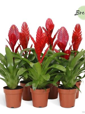 Vriesea Red - Vaxtinredarna.se