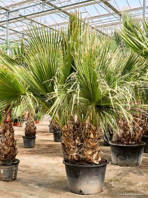 Washingtonia filifera (330-390) - Vaxtinredarna.se