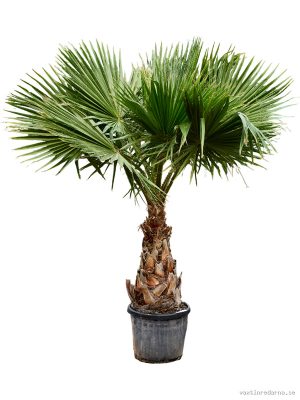 Washingtonia robusta (220-280) - Vaxtinredarna.se