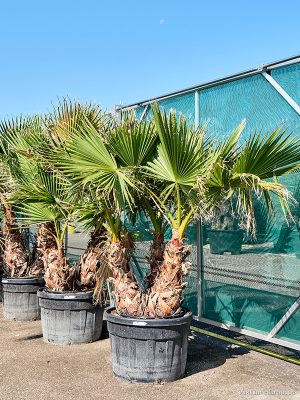 Washingtonia robusta - Vaxtinredarna.se