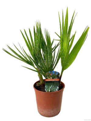 Washingtonia robusta - Vaxtinredarna.se
