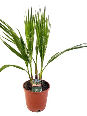 Washingtonia robusta - Vaxtinredarna.se