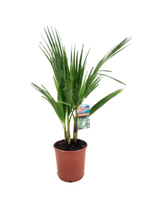 Washingtonia robusta - Vaxtinredarna.se