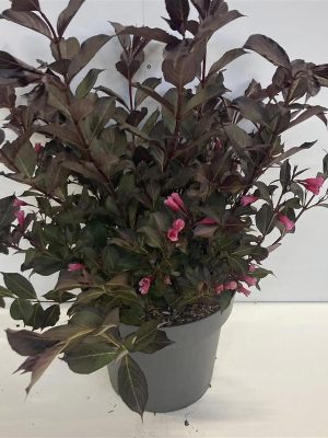 Weigela florida 'Alexandra' - Vaxtinredarna.se