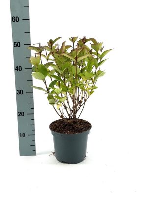 Weigela florida 'Bristol Ruby' - Vaxtinredarna.se