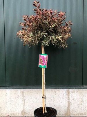 Weigela florida 'Monet' - Vaxtinredarna.se