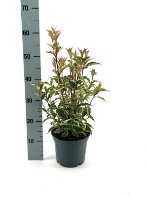 Weigela florida 'Nana Variegata' - Vaxtinredarna.se