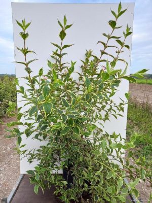 Weigela florida 'Nana Variegata' - Vaxtinredarna.se