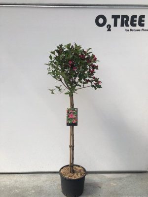 Weigela florida 'Red Prince' - Vaxtinredarna.se