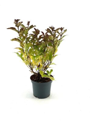 Weigela florida 'Red Prince' - Vaxtinredarna.se