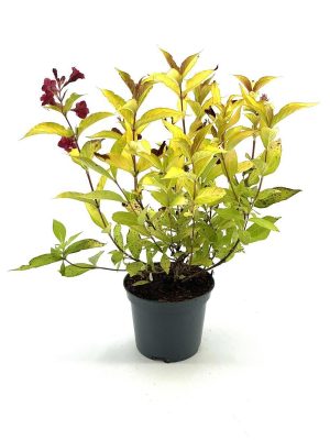 Weigela florida 'Rubidor' - Vaxtinredarna.se