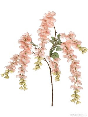 Wisteria - Vaxtinredarna.se