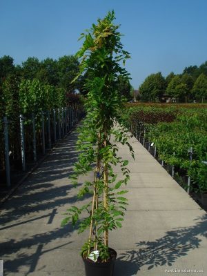 Wisteria sinensis 'Prolific' - Vaxtinredarna.se