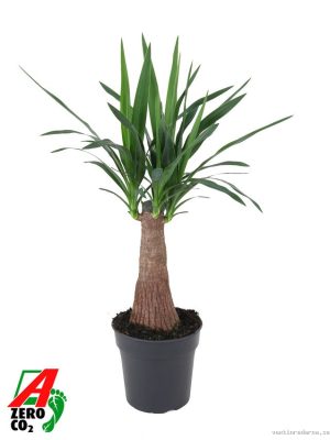 Yucca elephantipes - Vaxtinredarna.se