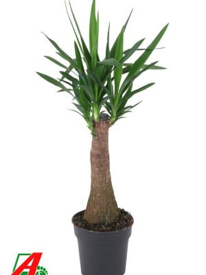 Yucca elephantipes - Vaxtinredarna.se