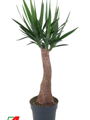 Yucca elephantipes - Vaxtinredarna.se