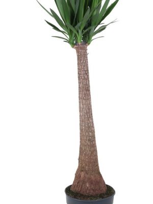 Yucca elephantipes - Vaxtinredarna.se