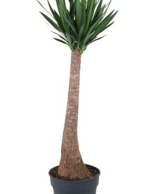 Yucca elephantipes - Vaxtinredarna.se