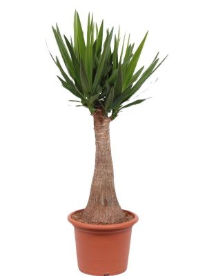 Yucca elephantipes - Vaxtinredarna.se