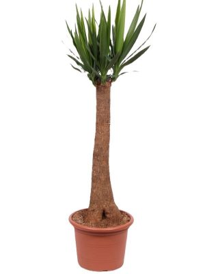 Yucca elephantipes - Vaxtinredarna.se