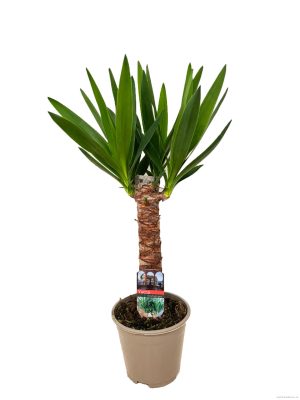 Yucca elephantipes - Vaxtinredarna.se