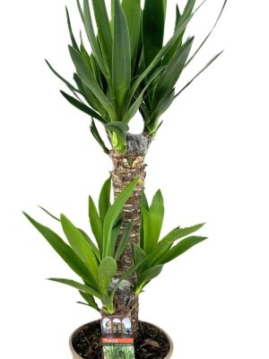 Yucca elephantipes - Vaxtinredarna.se