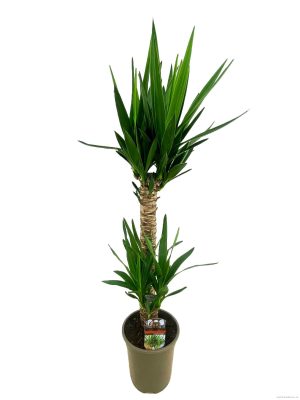 Yucca elephantipes - Vaxtinredarna.se