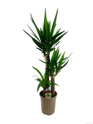 Yucca elephantipes - Vaxtinredarna.se