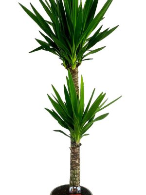 Yucca elephantipes - Vaxtinredarna.se