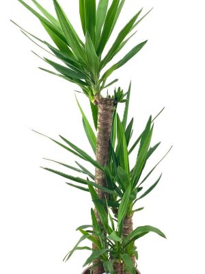 Yucca elephantipes - Vaxtinredarna.se