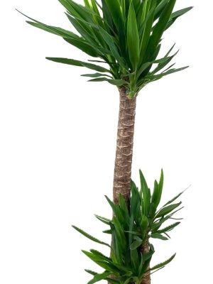 Yucca elephantipes - Vaxtinredarna.se
