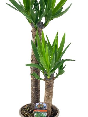 Yucca elephantipes - Vaxtinredarna.se