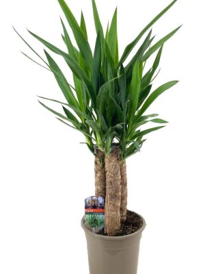 Yucca elephantipes - Vaxtinredarna.se