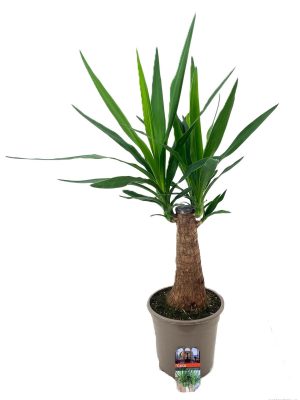 Yucca elephantipes - Vaxtinredarna.se