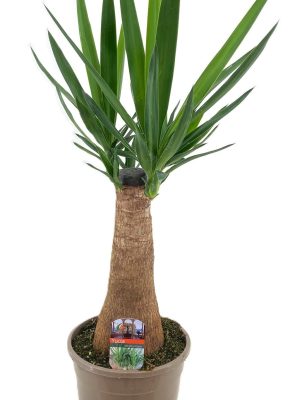 Yucca elephantipes - Vaxtinredarna.se