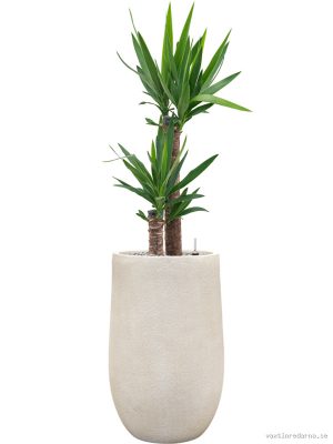 Yucca elephantipes in Antwerp - Vaxtinredarna.se