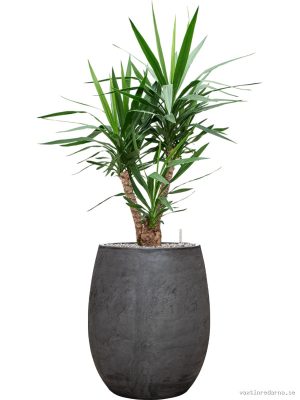 Yucca elephantipes in Baq Algar - Vaxtinredarna.se