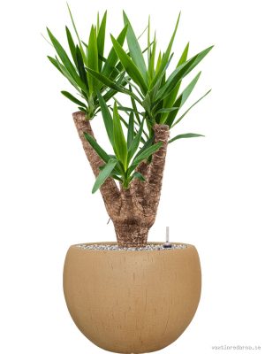 Yucca elephantipes in Baq Raindrop - Vaxtinredarna.se