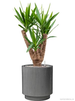 Yucca elephantipes in Capi Nature Groove NL - Vaxtinredarna.se