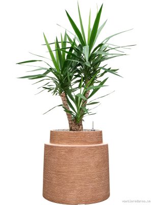 Yucca elephantipes in Colorado - Vaxtinredarna.se