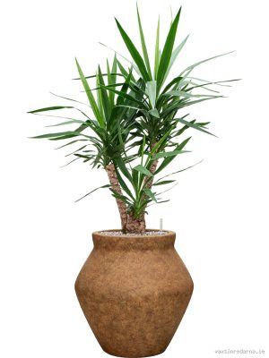 Yucca elephantipes in Mineral - Vaxtinredarna.se