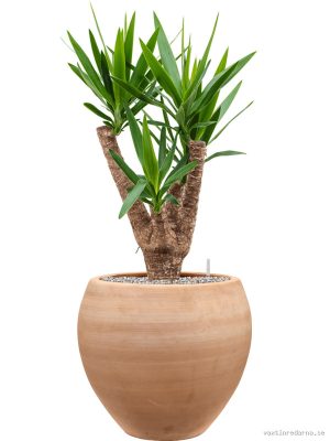 Yucca elephantipes in Terra Moderna - Vaxtinredarna.se