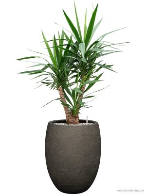 Yucca elephantipes in Terreno - Vaxtinredarna.se