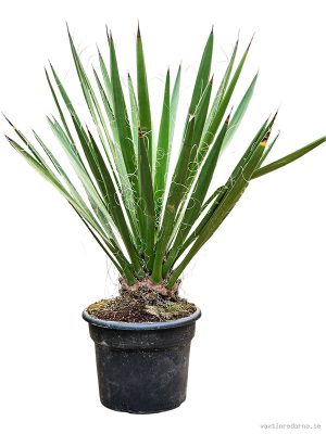 Yucca faxoniana - Vaxtinredarna.se